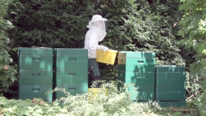 Honigernte - Abtransport der Honigwaben